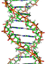 DNA