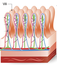 villi